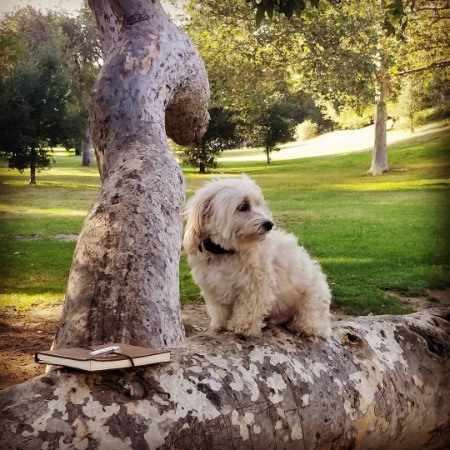 The picture of Ian Hyland's furry friend Barkley. 